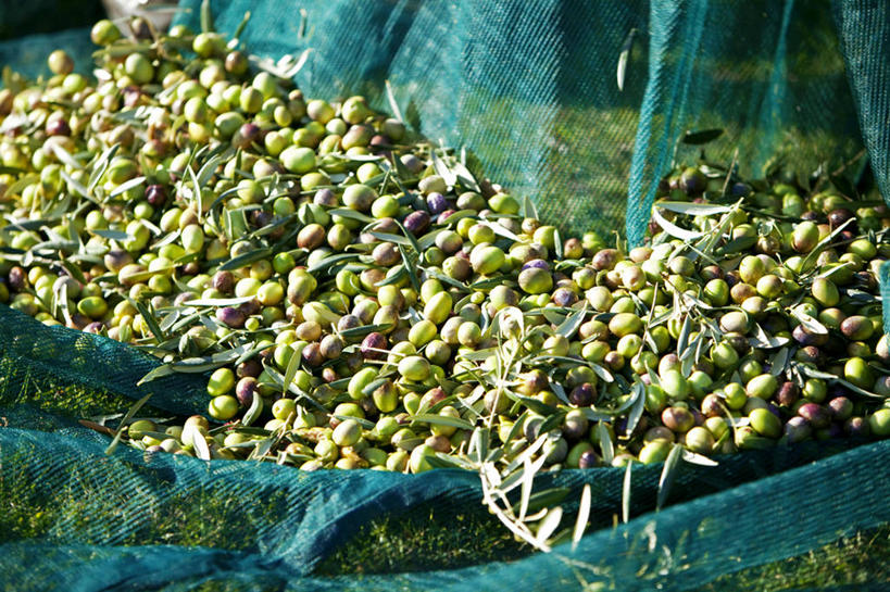 无人,横图,俯视,室外,特写,白天,橄榄,水果,叶子,法国,欧洲,一堆,许多,阴影,堆叠,堆积,朦胧,模糊,新鲜,光线,影子,生食,食品,果实,绿叶,很多,食物,蓝色,绿色,紫色,阳光,嫩叶,有机食品,绿色食品,渔网,堆,渔具,西欧,沃克吕兹省,抓捕,法兰西,捕捞,鱼网,法兰西共和国,拉网,捕捞工具,法兰西第五共和国,普罗旺斯.阿尔卑斯.蓝色海岸,普罗旺斯.阿尔卑斯.蓝色海岸大区,叶,叶片,青果,白榄,彩图,高角度拍摄,阿普特区,卢尔马兰