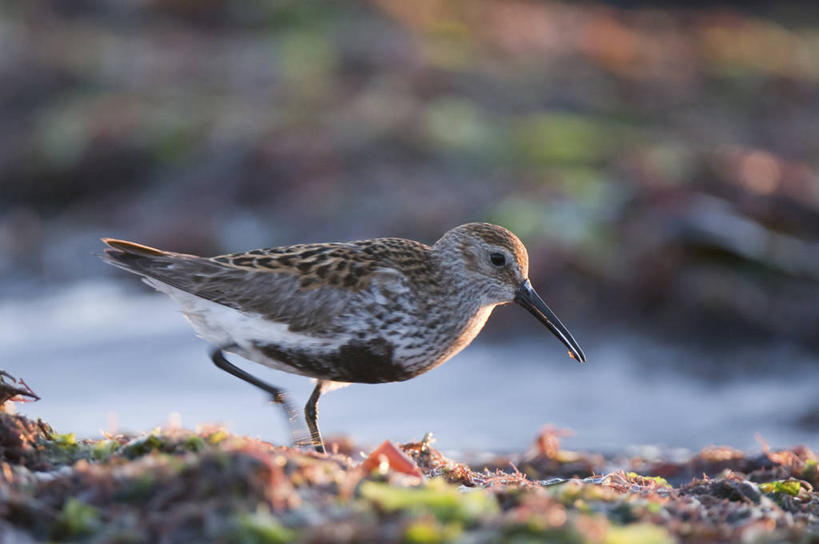 无人,站,横图,室外,特写,白天,侧面,旅游,度假,草地,草坪,美景,植物,鸟,法国,欧洲,阴影,朦胧,模糊,光线,鸟类,影子,景观,娱乐,草,一只,绿色,阳光,自然,站着,享受,休闲,景色,放松,布列塔尼,西欧,法兰西,自然风光,法兰西共和国,法兰西第五共和国,布列塔尼半岛,鹬,滨鹬,黑腹滨鹬,站立,彩图,全身