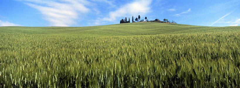 无人,农田,横图,室外,白天,正面,旅游,度假,庄稼,农作物,小麦,草地,草坪,美景,树林,植物,意大利,欧洲,阴影,光线,影子,景观,谷物,麦田,娱乐,草,树,树木,蓝色,绿色,蓝天,天空,阳光,自然,天,享受,休闲,景色,放松,麦子,生长,晴朗,成长,托斯卡纳,锡耶纳,南欧,自然风光,万里无云,意大利共和国,托斯卡纳大区,晴空,晴空万里,彩图,耕地,庄稼田,阿米亚塔山,奥尔恰谷
