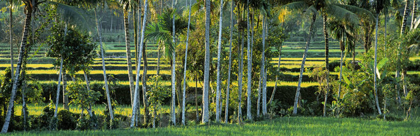 无人,农田,横图,室外,白天,正面,旅游,度假,庄稼,农作物,草地,草坪,美景,树林,植物,印度尼西亚,印尼,亚洲,一排,阴影,整齐,并列,并排,光线,影子,景观,娱乐,草,树,树木,排列,绿色,阳光,自然,享受,休闲,景色,放松,东南亚,生长,成长,队列,自然风光,平行,印度尼西亚共和国,龙目岛,西努沙登加拉省,彩图,耕地,庄稼田