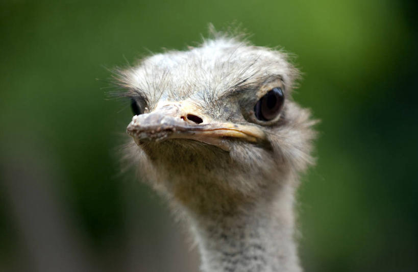 头,无人,横图,室外,特写,白天,正面,美景,鸟,鸵鸟,非洲,布基纳法索,朦胧,模糊,鸟类,景观,注视,一只,自然,观察,看,景色,观看,察看,关注,自然风光,阿非利加洲,西非,头部,半身,彩图