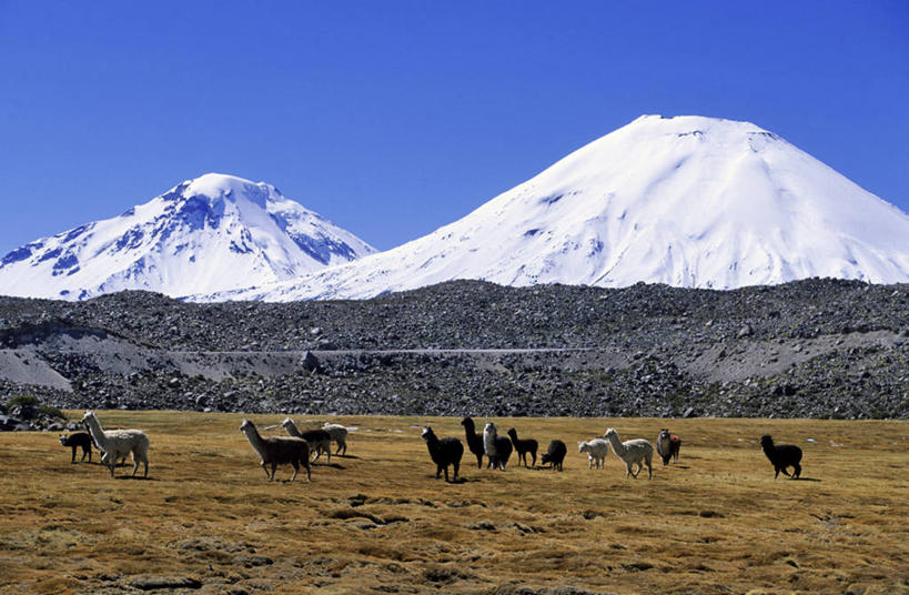 无人,公园,站,横图,室外,白天,正面,旅游,度假,石头,美景,山,雪,雪山,植物,大雪,野生动物,智利,一群,许多,阴影,枯萎,光线,石子,影子,冰,积雪,景观,山峰,雪景,冬季,冬天,枯草,山峦,很多,娱乐,骆驼,草,黄色,蓝色,蓝天,天空,阳光,自然,动物,天,站着,享受,休闲,景色,南美,放松,寒冷,可爱,活泼,晴朗,冰冷,南美洲,国家公园,拉丁美洲,自然风光,羊驼,美洲,万里无云,首府,沙漠之舟,亚美利加洲,严寒,南亚美利加洲,智利共和国,冰凉,酷寒,凛冽,凛凛,极冷,驼羊,阿里卡省,阿里卡,朗卡国家公园,石块,岩石,晴空,晴空万里,站立,彩图,全身