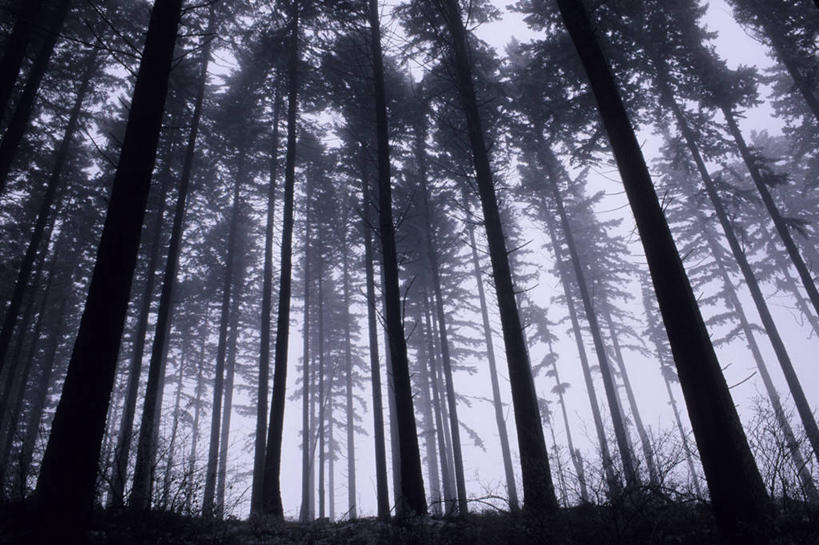 无人,横图,室外,白天,仰视,旅游,度假,美景,森林,山,山脉,树林,峡谷,植物,雾,美国,阴影,朦胧,模糊,光线,影子,景观,山峰,山峦,背光,娱乐,树,树木,绿色,阳光,自然,群山,享受,休闲,景色,放松,生长,成长,迷雾,北美,北美洲,自然风光,美洲,逆光,俄勒冈州,胡德河峡谷,俄勒冈,北亚美利加洲,亚美利加洲,落日之州,水獭之州,海狸州,胡得山,大雾,彩图,低角度拍摄