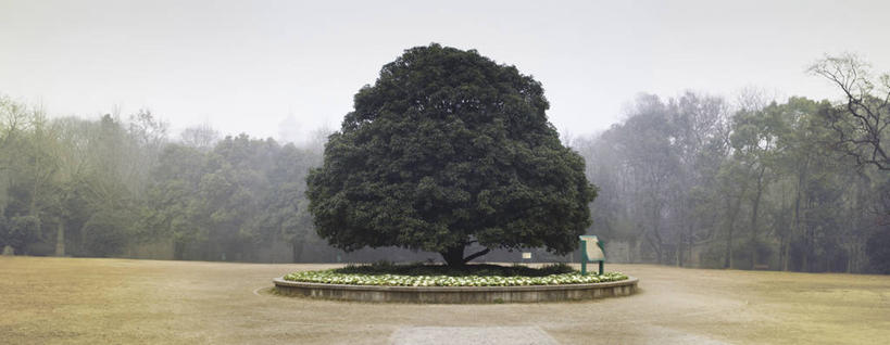 无人,栏杆,横图,室外,白天,正面,旅游,度假,美景,树林,植物,雾,南京,中国,亚洲,阴影,朦胧,模糊,光线,影子,景观,围栏,娱乐,江苏,护栏,树,树木,蓝色,绿色,蓝天,天空,阳光,自然,天,享受,休闲,景色,放松,生长,晴朗,成长,迷雾,自然风光,东亚,江苏省,南京市,万里无云,中华人民共和国,华东地区,苏,省会,石头城,大雾,晴空,晴空万里,彩图