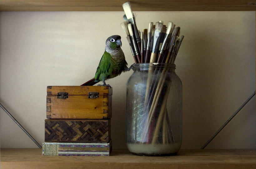 无人,横图,室内,白天,纯洁,宠物,澳大利亚,艺术,盒子,画笔,可爱,童年,童趣,摄影,栖息,童真,烂漫,无邪,广口瓶,墨尔本,恶作剧,锥尾鹦鹉,天真,彩图