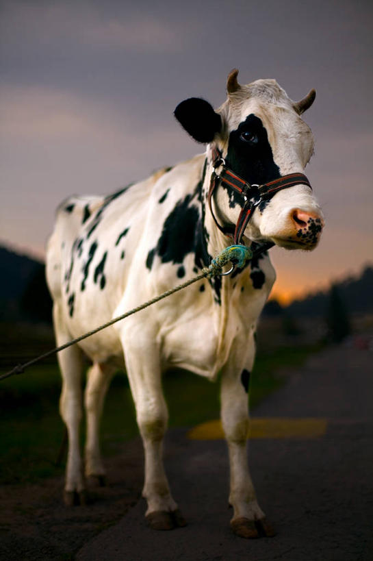 无人,竖图,室外,农业,日落,墨西哥,自然,摄影,牲畜,拉丁美洲,肖像,母牛,彩图,家牛