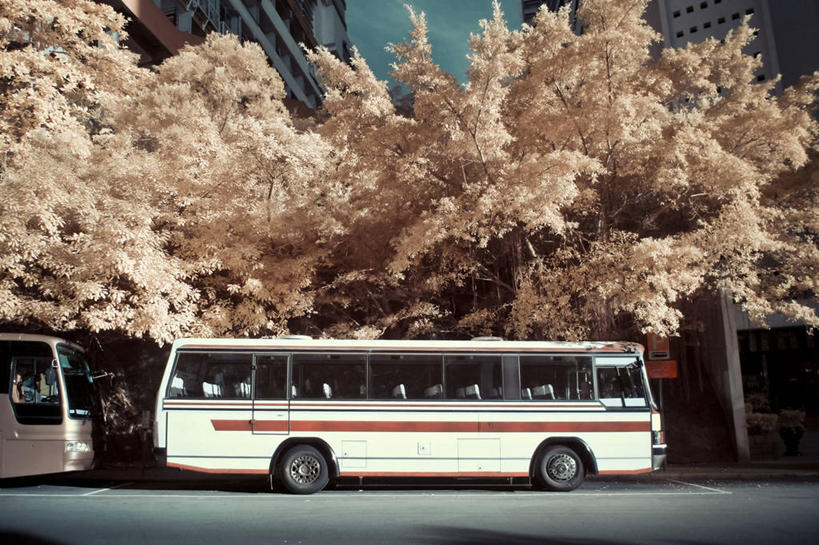 无人,横图,室外,白天,侧面,城市,樱花,香港,盛开,公共交通,花蕾,樱桃树,花,花瓣,花朵,鲜花,自然,春天,花苞,花蕊,运输,摄影,停止,清新,暂停,停滞,观光巴士,彩图,旅行