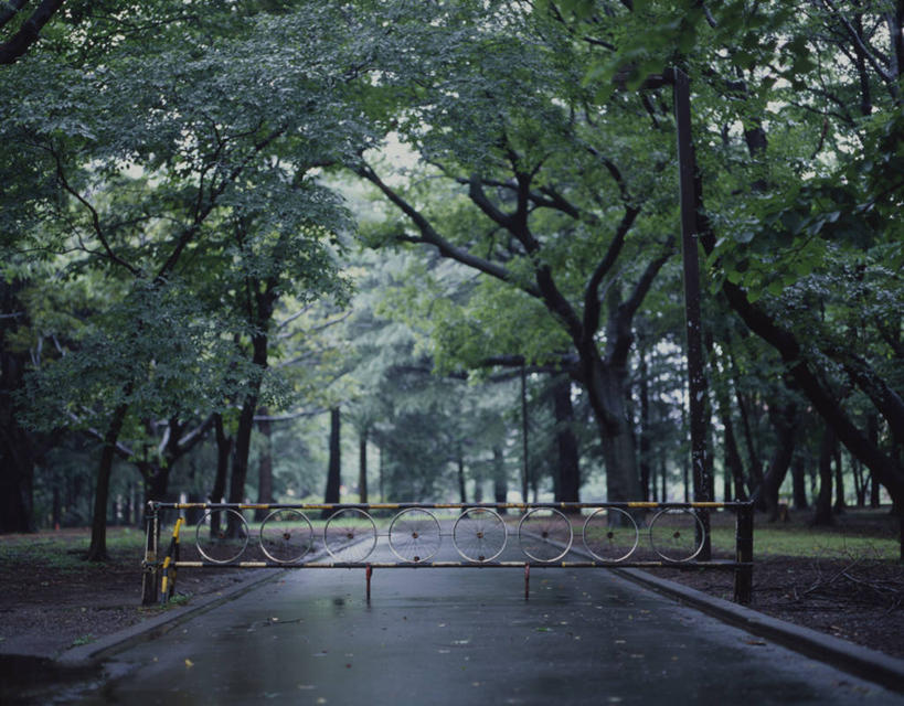 无人,公园,横图,室外,白天,神秘,雨,日本,大门,小路,树,摄影,宁静,彩图