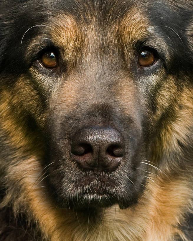 无人,竖图,室内,特写,宠物,狗,美国,动物,凝视,摄影,新泽西,彩图