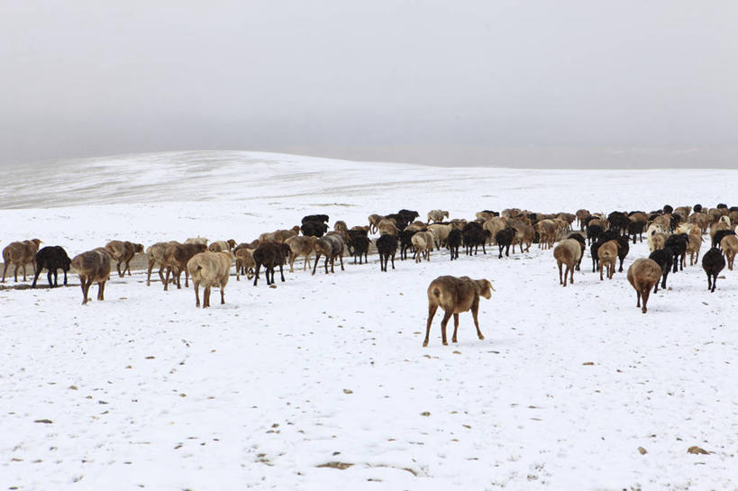 无人,横图,室外,白天,雪,一群,许多,冬天,羊群,很多,自然,寒冷,摄影,牲畜,喀什,新疆维吾尔自治区,绵羊,步行,彩图