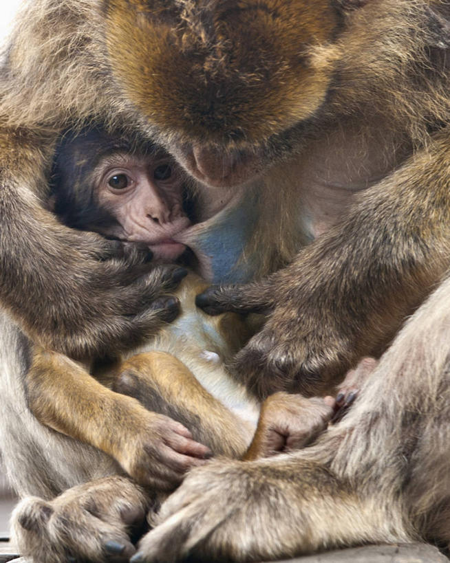 竖图,摄影,直布罗陀