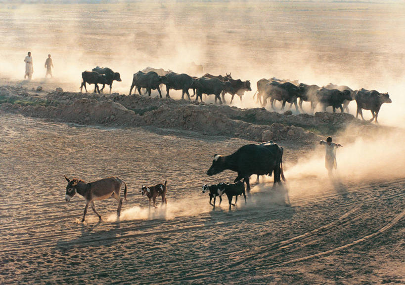 三个人,农民,横图,室外,白天,牛,巴基斯坦,一群,许多,朦胧,模糊,很多,摄影,牲畜,灰尘,驴子,步行,彩图,家牛