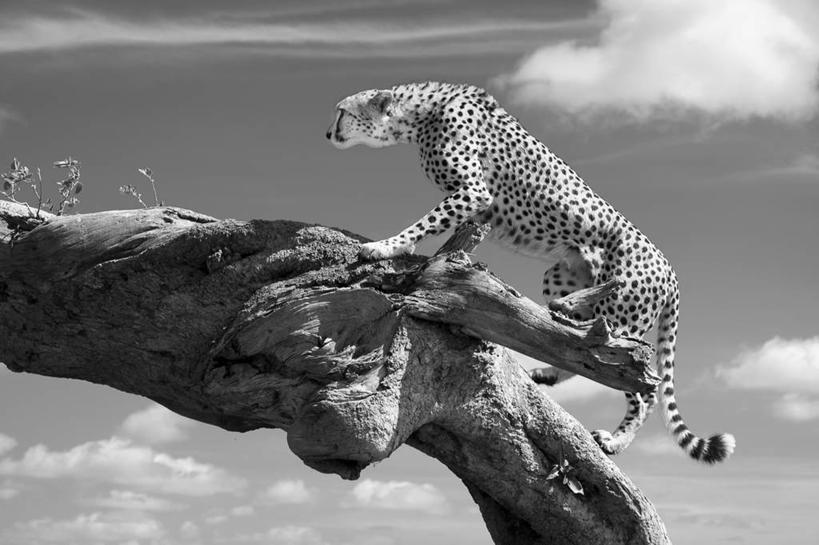 无人,跳,横图,黑白,室外,白天,侧面,野生动物,肯尼亚,斑点,云,天空,伸手,摄影,敏捷,圆木,猎豹,马赛马拉国家保护区