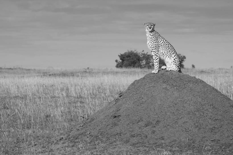 无人,坐,横图,黑白,室外,白天,侧面,山,野生动物,肯尼亚,草,动物,平原,摄影,等,猎豹,马赛马拉国家保护区
