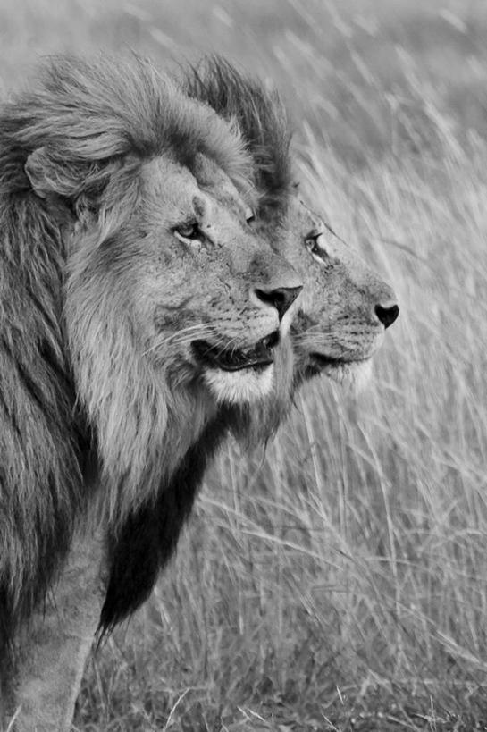 无人,竖图,黑白,室外,白天,侧面,野生动物,狮子,肯尼亚,草,动物,看,两只,摄影,机敏,马赛马拉国家保护区