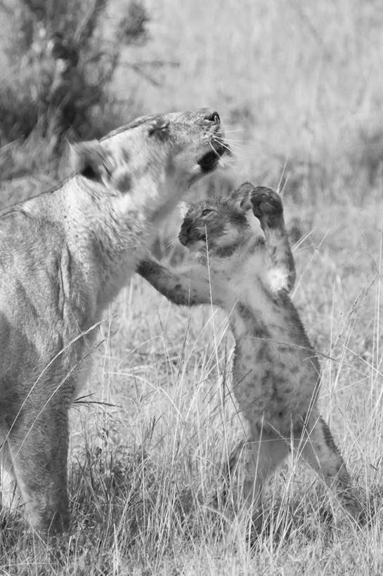 无人,跳,竖图,黑白,室外,白天,哺乳动物,野生动物,狮子,肯尼亚,雌狮,草,动物,两只,摄影,关爱,凶猛,残暴,凶残,马赛马拉国家保护区