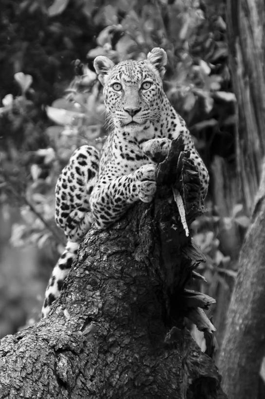 无人,坐,竖图,黑白,室外,白天,野生动物,肯尼亚,树桩,树,凝视,摄影,圆木,美洲豹,机敏,马赛马拉国家保护区