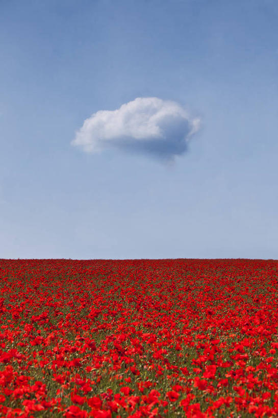 无人,竖图,室外,美景,英国,丰富,花坛,地平线,景观,云,辽阔,地面,花,红色,天空,自然,广阔,景色,摄影,宁静,一望无际,脆弱,清新,自然风光,延伸,天地相交,无边无际,一马平川,汉普郡,彩图,贝辛斯托克