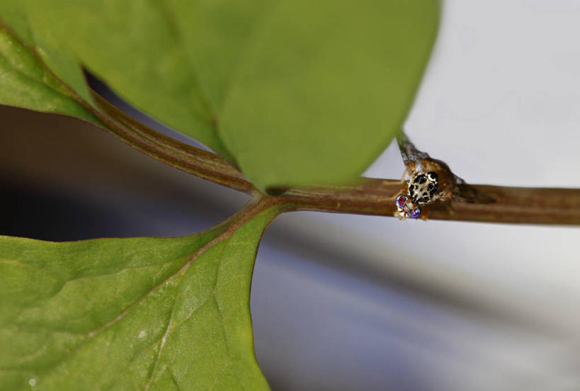 无人,横图,室外,特写,白天,野生动物,叶子,美国,昆虫,自然,动物,摄影,生长,加利福尼亚,益虫,彩图