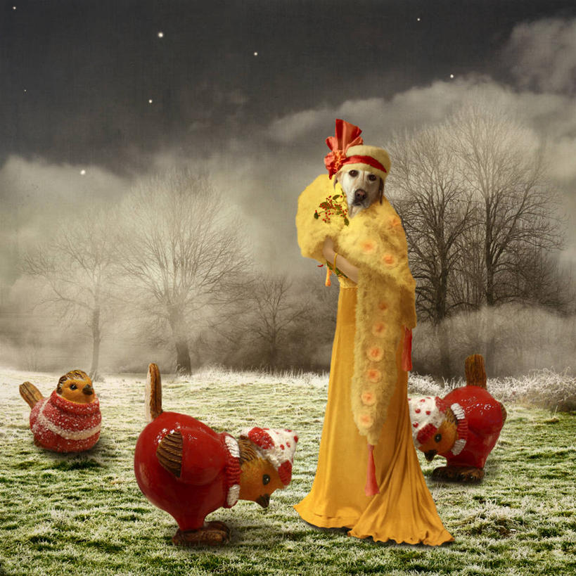 无人,方图,室外,夜晚,雾,宠物,狗,法国,鸟类,草,家畜,幻想,摄影,幽默,彩图