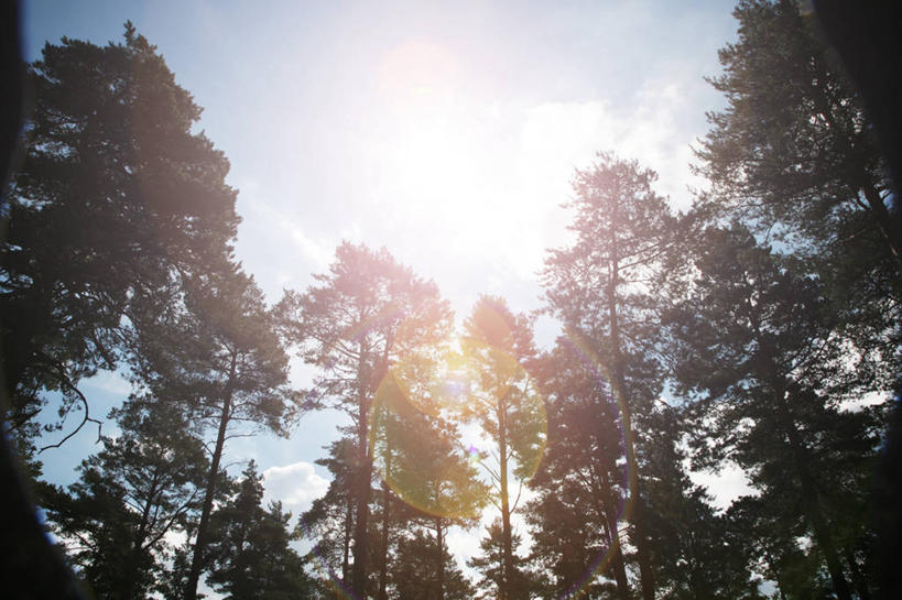 无人,横图,室外,白天,仰视,森林,太阳,日光,英国,树,风景,摄影,生长,宁静,逆光,汉普郡,彩图,低角度拍摄