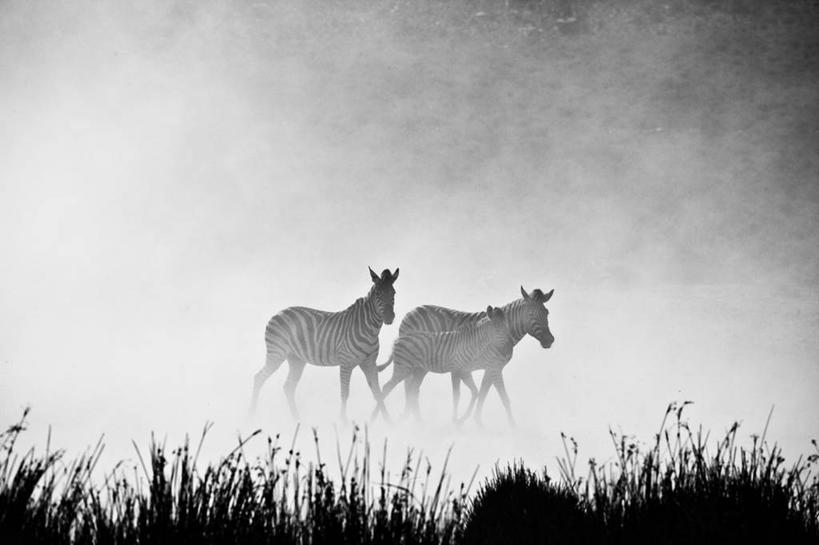 无人,跑,横图,黑白,室外,白天,斑马,野生动物,南非,天气,草,动物,两只,摄影,灰尘,野生动物保护区,尘暴