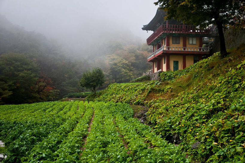 无人,寺庙,横图,室外,白天,美景,植物,雾,建筑,韩国,景观,历史,宝塔,自然,景色,摄影,宗教,宗教建筑,自然风光,大邱,灵性,彩图