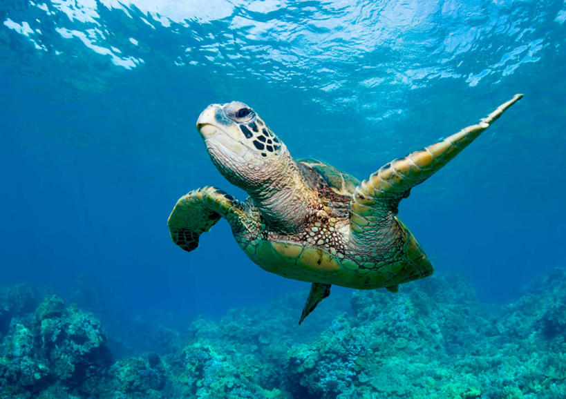 游泳,无人,横图,水下,美国,蓝色,摄影,绿蠵龟,夏威夷群岛,太平洋岛屿,濒危物种,暗礁,海龟,彩图,毛伊岛