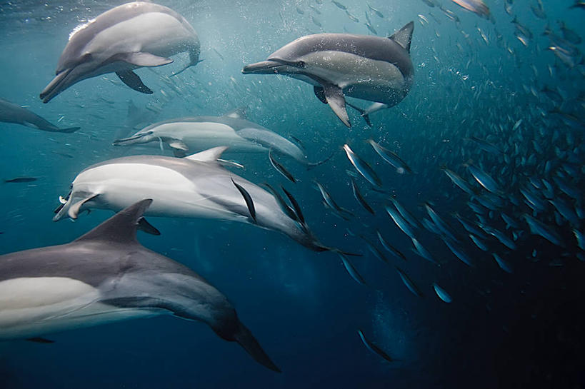 游泳,无人,横图,水下,海豚,南非,一群,许多,鱼群,很多,鱼类,摄影,真海豚,彩图