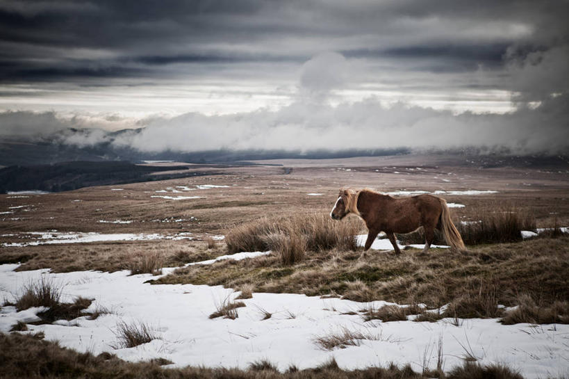 无人,横图,室外,白天,侧面,雪,马,野生动物,英国,地形,云,冬天,天空,自然,寒冷,摄影,威尔士,彩图,布雷肯