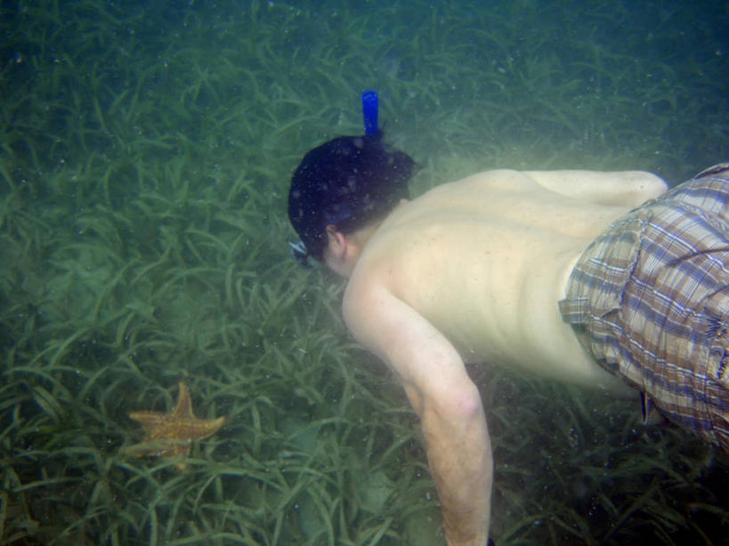 游泳,西方人,成年人,中年人,一个人,横图,白天,泳装,探险,水下,植物,海星,欧洲,巴拿马,欧洲人,仅一个男性,仅一个人,仅一个中年男性,裸露,探索,摄影,呼吸管,裸,浮潜,冒险,男人,男性,中年男性,白种人,半身,彩图,博卡斯德尔托罗省