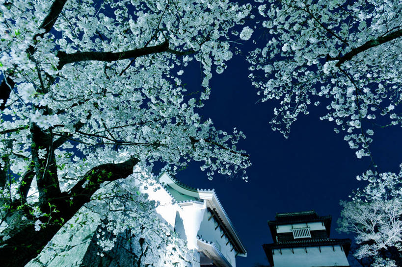 无人,横图,室外,夜晚,仰视,建筑,樱花,日本,日本文化,城堡,树,树干,摄影,宁静,改变,万里无云,福冈,彩图,低角度拍摄