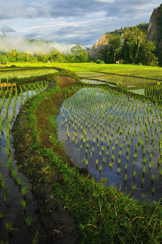 无人,竖图,室外,白天,农业,美景,雾,印度尼西亚,稻田,景观,云,山谷,草,树,自然,景色,摄影,生长,宁静,早晨,自然风光,苏门答腊岛,岩石,彩图