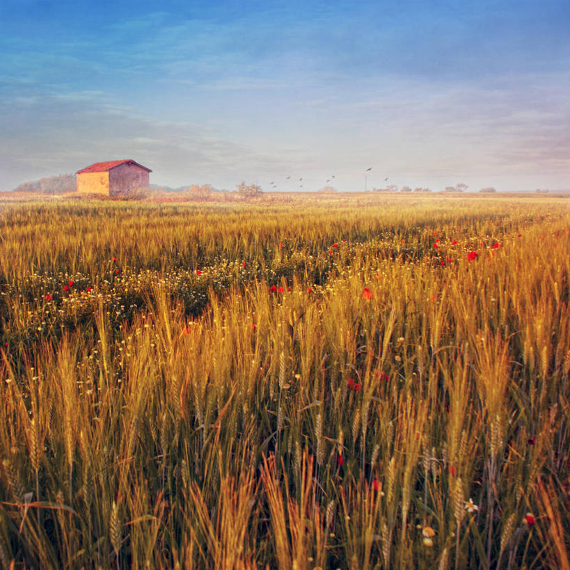 无人,方图,室外,日出,法国,欧洲,地平线,野花,风景,摄影,宁静,西欧,法兰西,法兰西共和国,法兰西第五共和国,朗格多克.鲁西永,朗格多克.鲁西永大区,彩图