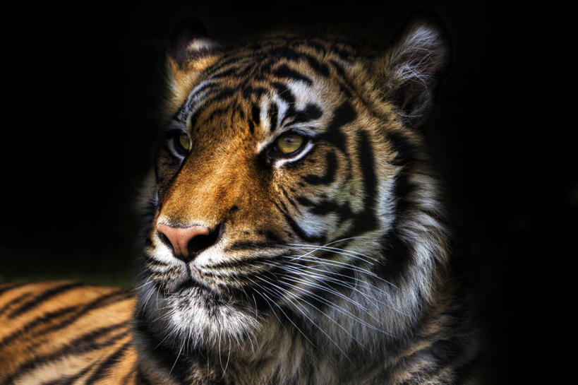 无人,坐,横图,室外,特写,白天,虎,野生动物,日光,英国,放松,摄影,彩图