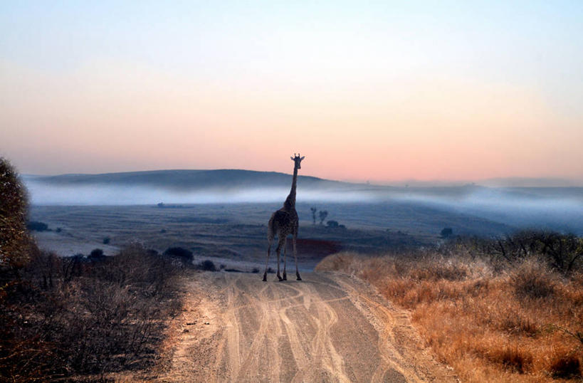 无人,站,横图,室外,山,雾,路,长颈鹿,野生动物,南非,地形,天气,草,天空,黄昏,摄影,宁静,克鲁格国家公园,普马兰加省,彩图