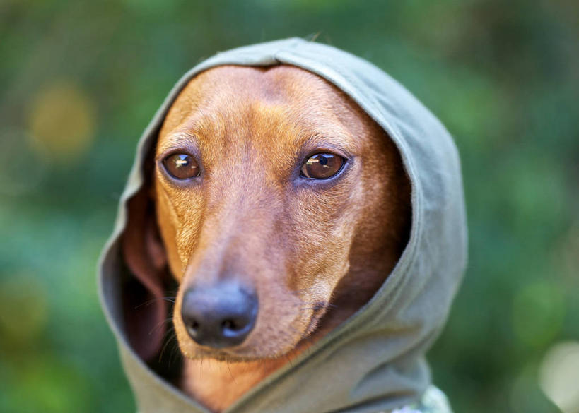 无人,横图,室外,特写,白天,宠物,狗,美国,家畜,摄影,加利福尼亚,肖像,德国猎犬,彩图,风帽