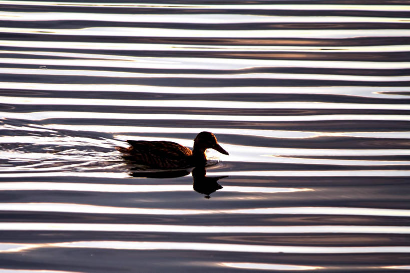 无人,横图,室外,白天,水,美国,波纹,条纹,反射,鸟类,鸭子,摄影,马萨诸塞,彩图