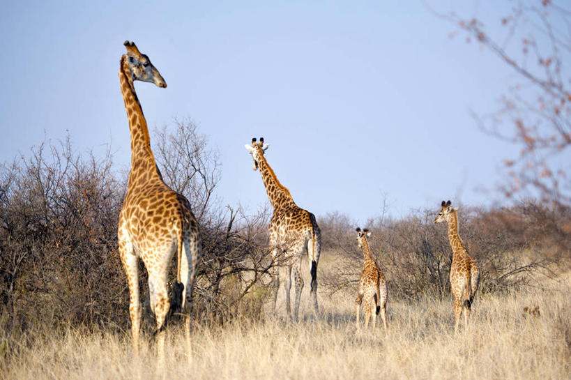 无人,横图,室外,白天,哺乳动物,长颈鹿,野生动物,南非,四只,地形,草,树,背面,天空,自然,动物,摄影,活泼,彩图