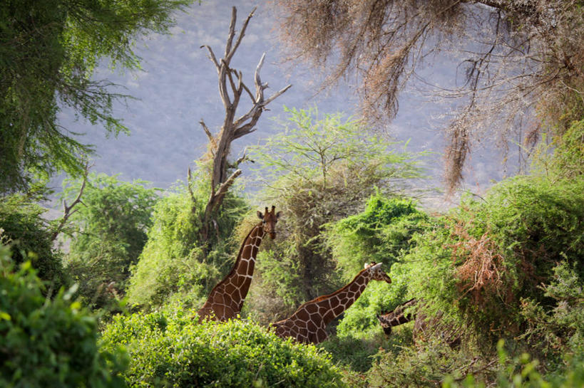 无人,横图,室外,白天,森林,哺乳动物,长颈鹿,野生动物,肯尼亚,三只,树,动物,摄影,活泼,东非,索马里亚长颈鹿,网纹长颈鹿,彩图