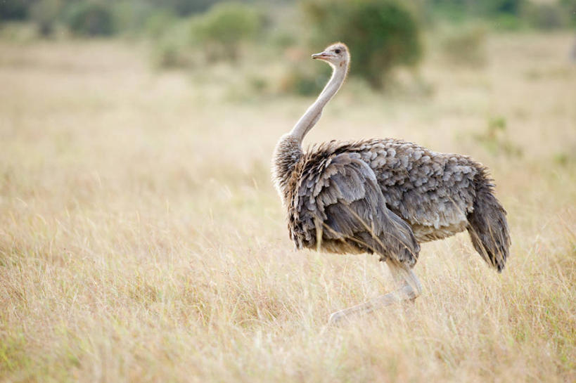 无人,横图,室外,白天,侧面,野生动物,鸵鸟,肯尼亚,鸟类,田地,草,自然,摄影,东非,步行,彩图