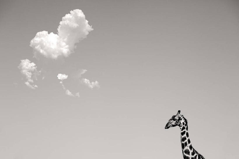 无人,横图,黑白,室外,特写,白天,留白,长颈鹿,野生动物,纳米比亚,条纹,云,天空,摄影,部分