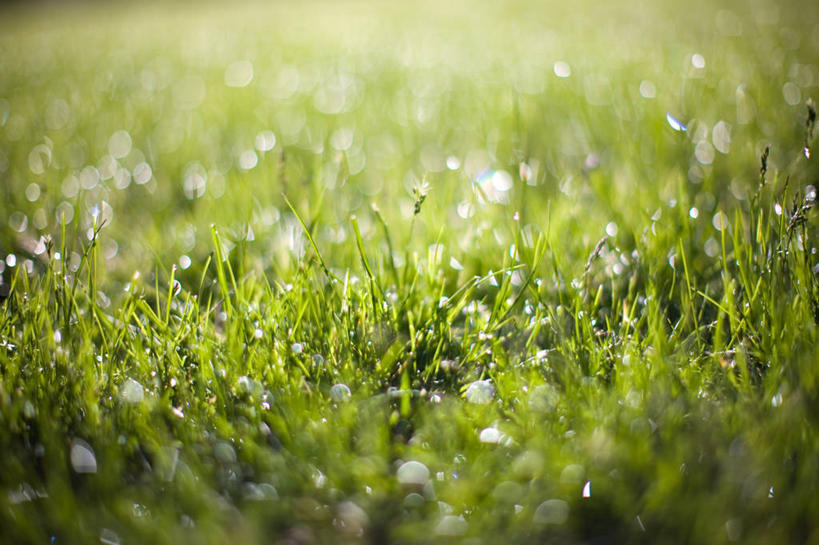 无人,横图,室外,白天,美国,水滴,草,绿色,自然,摄影,生长,俄亥俄州,威廉斯堡,彩图