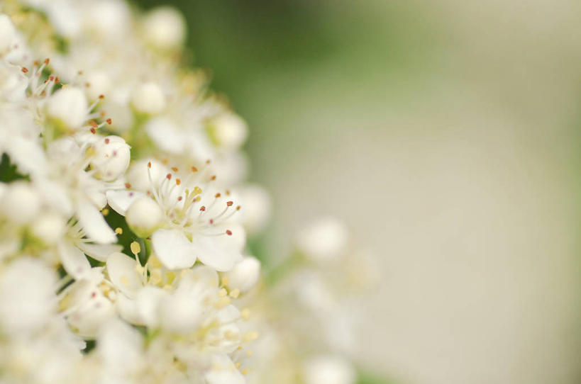无人,横图,室外,特写,白天,美景,英国,景观,花,花瓣,花朵,白色,自然,景色,摄影,脆弱,雄蕊,清新,自然风光,火棘,萨里市,彩图