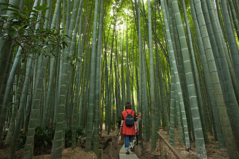 成年人,一个人,横图,室外,白天,日本,仅一个女性,日本文化,包,竹林,神奈川县,牛仔裤,休闲装,背面,自然,摄影,镰仓,竹,步行,彩图,单行道,独处