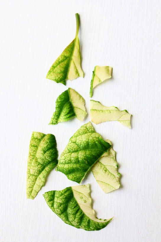 无人,竖图,特写,白色背景,叶子,美国,饮食,鳄梨,摄影,脆弱,清新,俄勒冈州,彩图,影棚拍摄