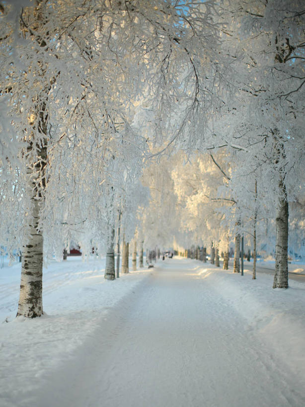 无人,竖图,室外,白天,消失点,雪,瑞典,欧洲,地形,冬天,霜,树,白色,自然,寒冷,摄影,斯堪的纳维亚,北欧,斯堪的那维亚,斯堪的那维亚半岛,斯堪的纳维亚半岛,瑞典王国,达拉纳省,彩图,巷,林荫大道