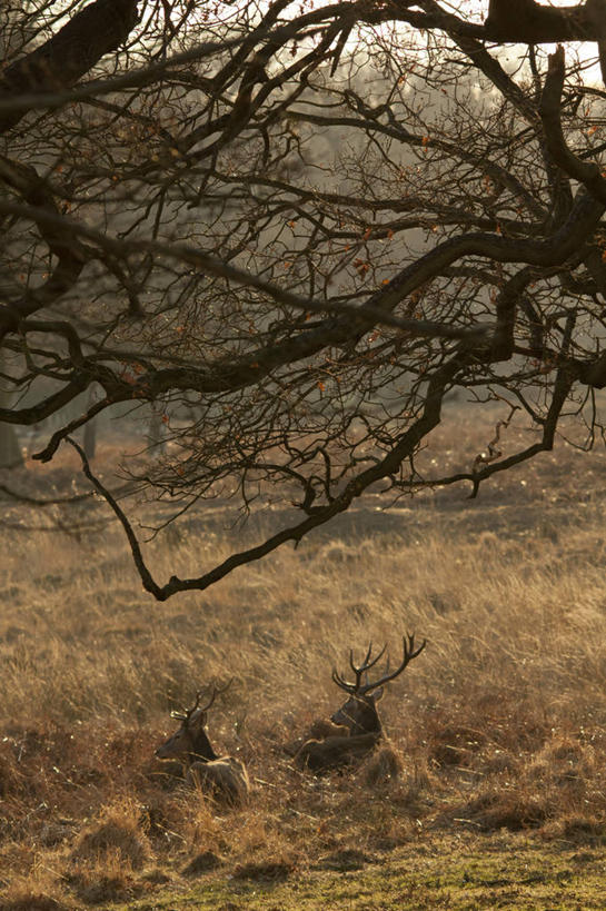 无人,坐,竖图,室外,白天,野生动物,英国,枝,草,自然,动物,两只,休息,放松,摄影,雄鹿,鹿角,马鹿,彩图