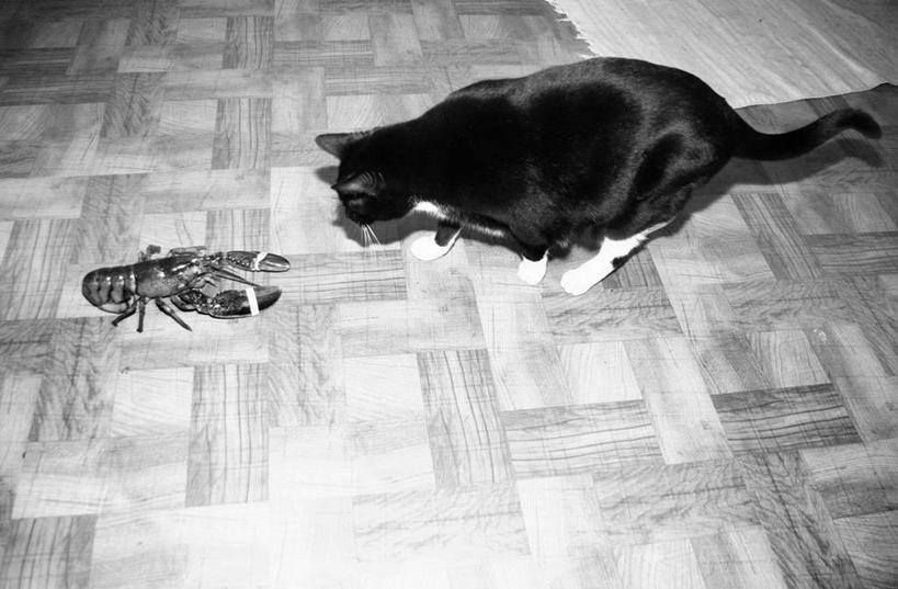 无人,横图,黑白,室内,白天,猫,美国,动物,两只,摄影,缅因州,波特兰,好奇心