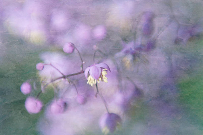 无人,横图,俯视,室外,白天,美景,新西兰,纹路,纹理,景观,枝,花,紫色,自然,景色,摄影,生长,脆弱,清新,自然风光,肌理,彩图,高角度拍摄,唐松草